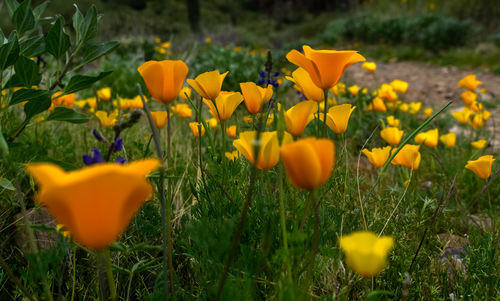 Close-up of yellow crocus flowers on field