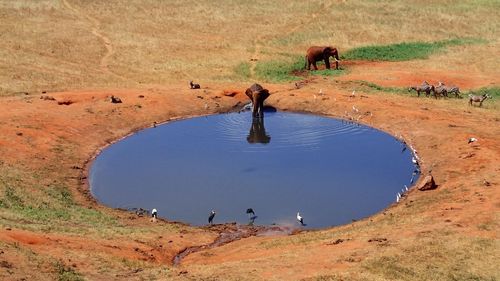 Scenic view of elephant drinking water from pond
