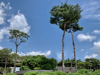 Low angle view of trees against sky