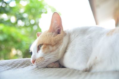 Close-up of ginger cat