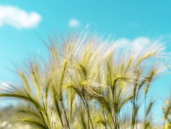Plant background with barley grass close up in sunny against blue sky, copy space
