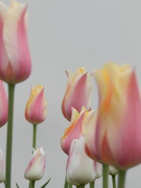 Close-up of pink tulips