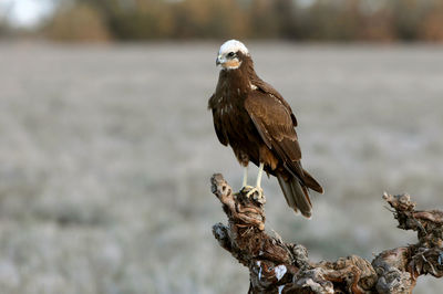 Close-up of eagle perching on a bird