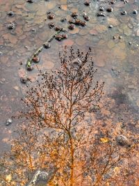 High angle view of leaves floating on lake