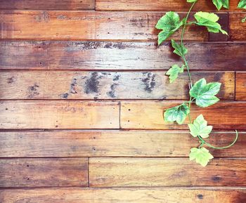 Close-up of ivy on wood