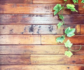 Close-up of ivy on wood