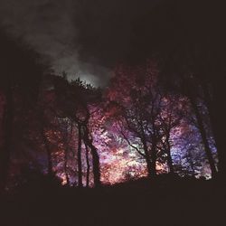 Low angle view of silhouette trees against sky at night
