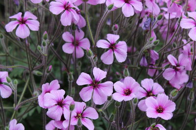 Close-up of pink flowers