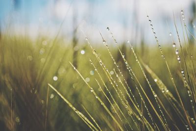 Close-up of water drops on grass