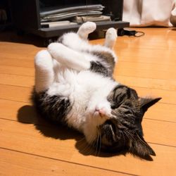 High angle view of cat lying on hardwood floor