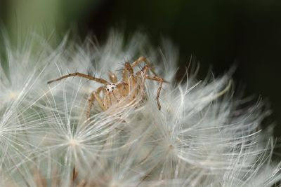 Close-up of dandelion flower