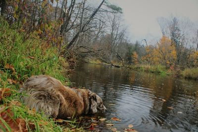 Dog in water