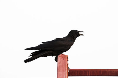 Low angle view of bird perching against clear sky