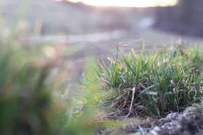 Close-up of grass on land