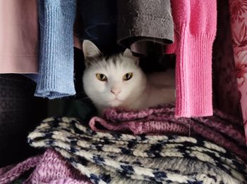 Close-up portrait of cat in a wardrobe