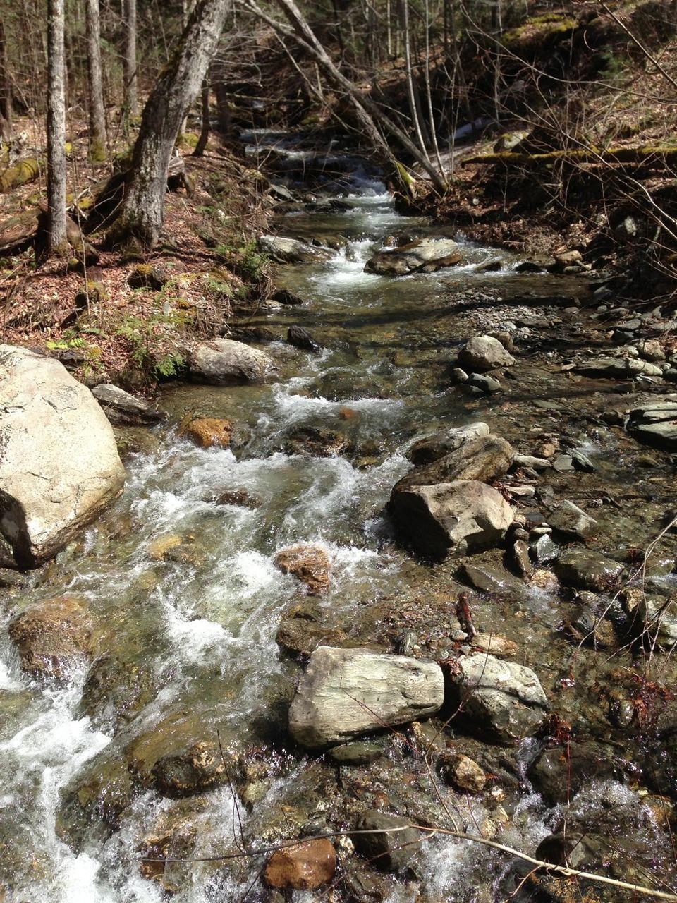 forest, stream, tranquility, water, nature, tree, rock - object, tranquil scene, beauty in nature, scenics, flowing water, flowing, river, non-urban scene, outdoors, day, woodland, no people, high angle view, non urban scene