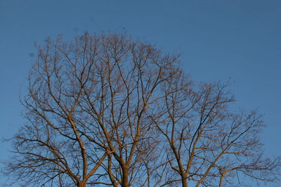 Low angle view of tree against clear sky