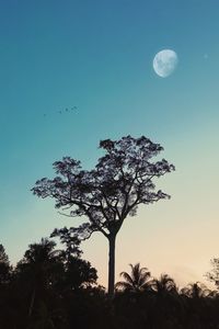 Low angle view of silhouette tree against sky