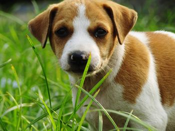 Close-up portrait of puppy