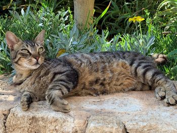 Portrait of cat lying by plants