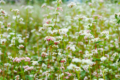 Close-up of flowers