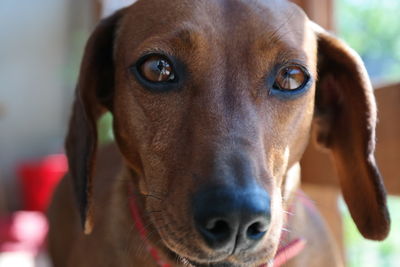 Close-up portrait of dachshund at home