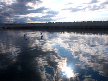 Birds in a lake