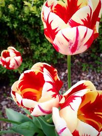 Close-up of tulips blooming outdoors