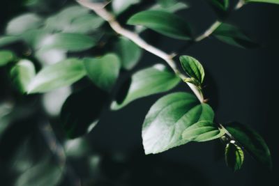 Close-up of green leaves