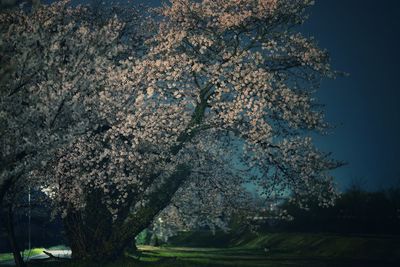 View of flower tree against sky