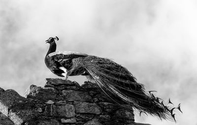 Low angle view of peacock on rock against sky