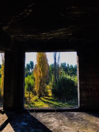 Trees in tunnel against sky seen through window