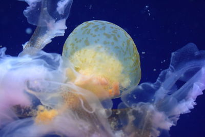 Close-up of jellyfish swimming in sea