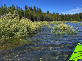 Scenic view of lake in forest against sky