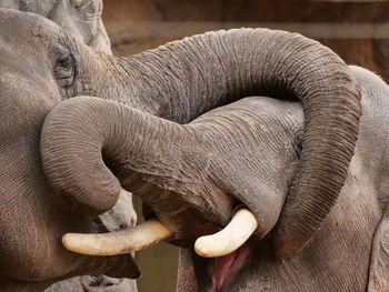 Elefantenbullen beim spielen 