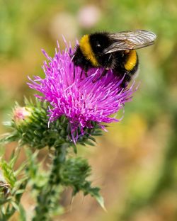 Close-up of bumblebee pollinating on thistle flower