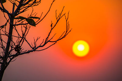 Low angle view of silhouette tree against orange sky