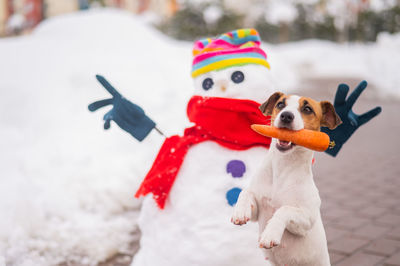 Jack russell terrier dog holding a carrot in his mouth for a snowman