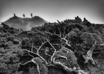 Plants on landscape against sky