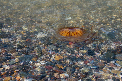 High angle view of fish swimming in sea