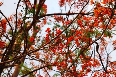 Low angle view of flowering tree