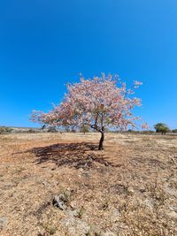 Cherry tree on field against clear blue sky