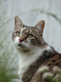 Close-up portrait of cat