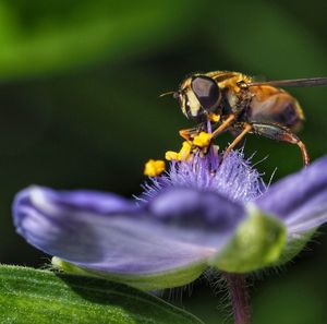 Close-up of bee pollinating on purple flower