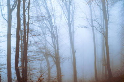 Bare trees in forest during winter