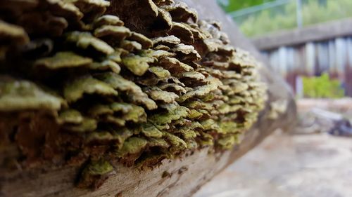 Close-up of plant against blurred background