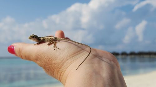Cropped hand of woman holding lizard at beach