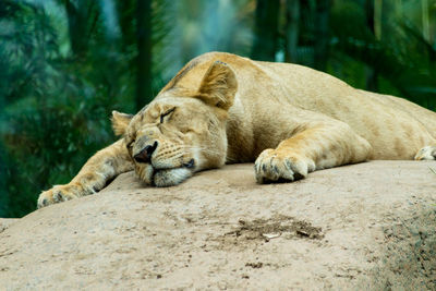 View of a cat resting
