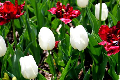 Close-up of flowers blooming outdoors