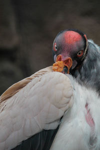 Close-up of a parrot